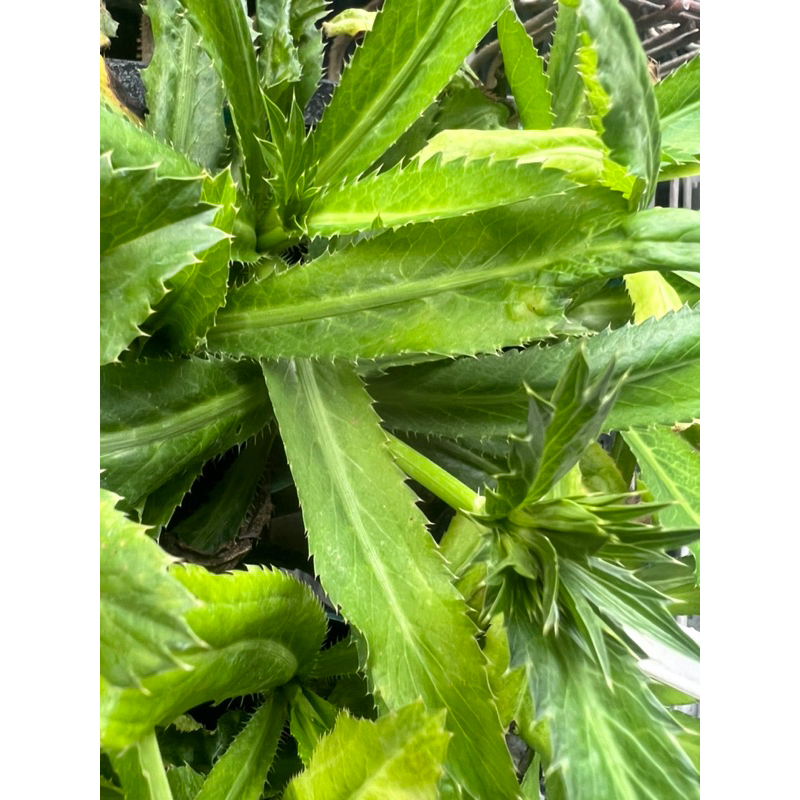 刺芫荽 刺芹的價格推薦 - 2024年8月| 比價比個夠BigGo
