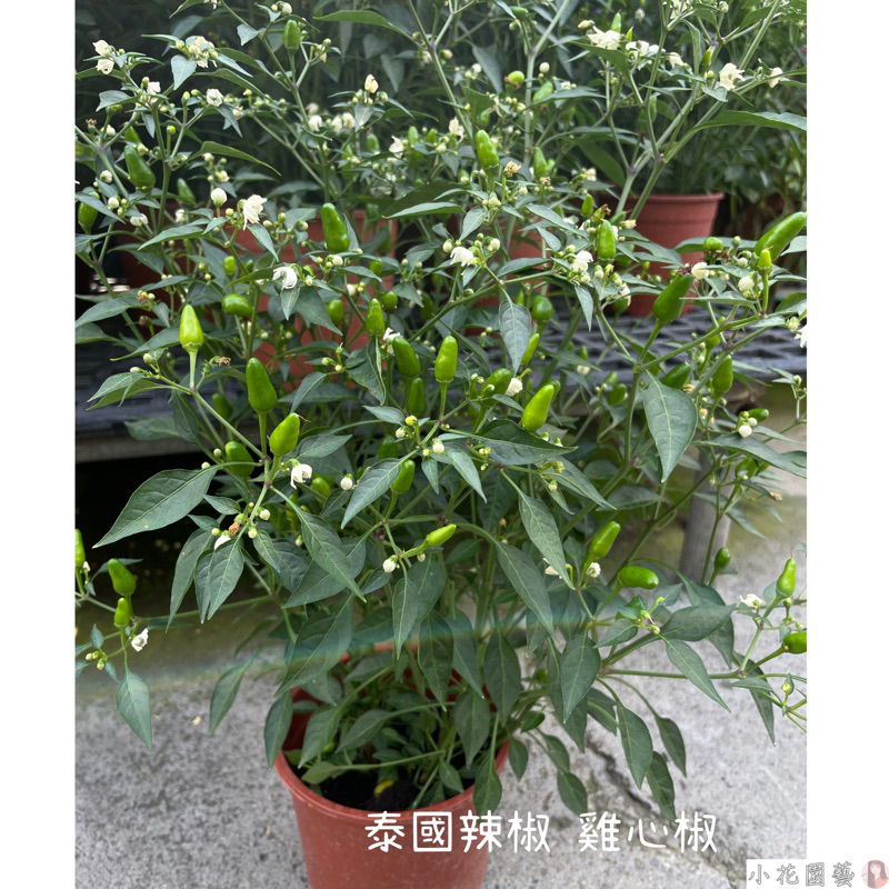 小花園藝 泰國辣椒 雞心椒 5/6吋盆 $130