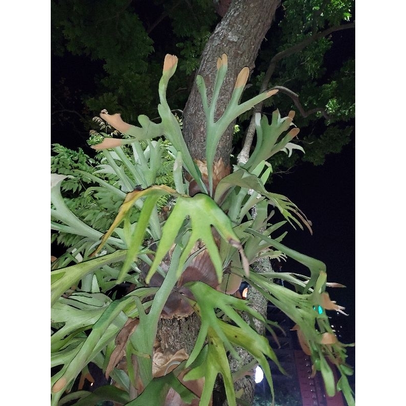 二叉鹿角蕨孢子，觀葉植物，水龍骨科