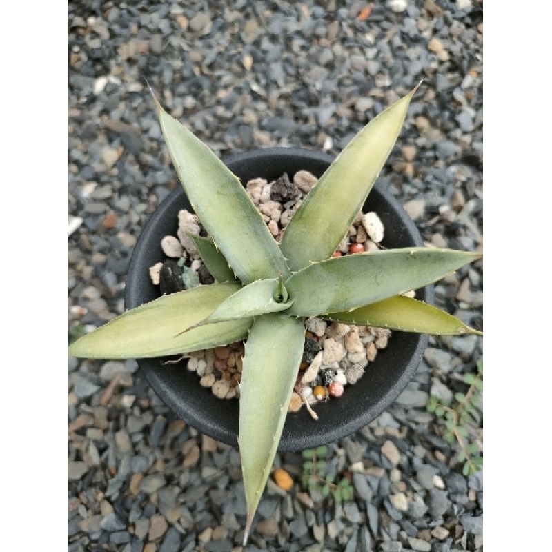 八荒殿淺中斑/龍舌蘭 Agave/多肉植物