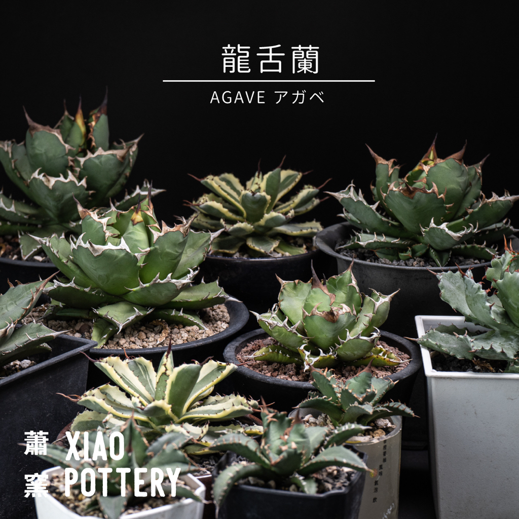 龍舌蘭 Agave｜個人收藏釋出，一物一拍｜姬嚴龍、黑刺嚴龍、吉祥冠覆輪、甲蟹、穩根小芽