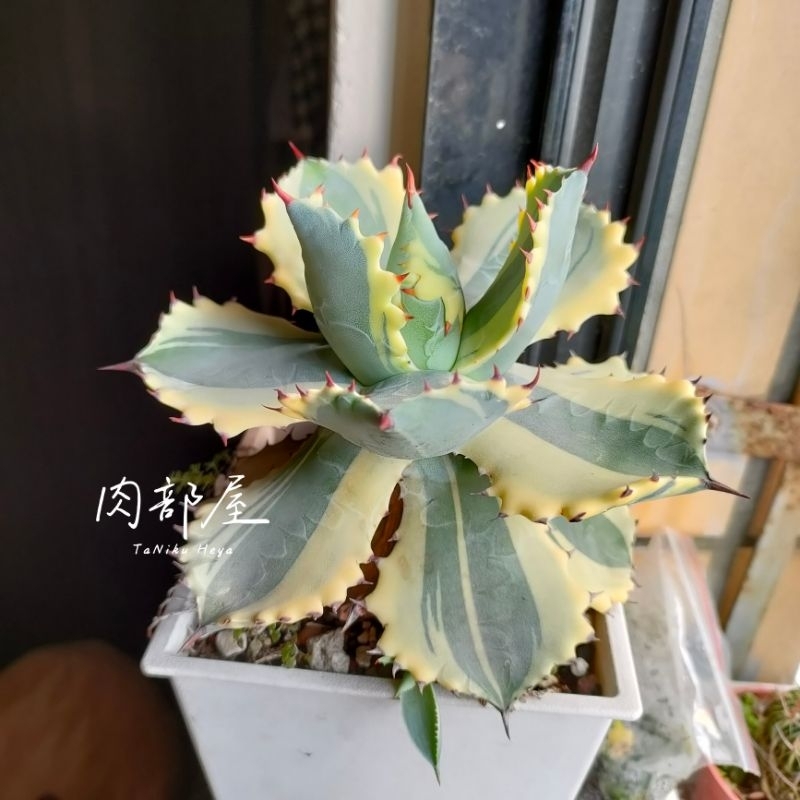 肉部屋 5吋帶芽 王妃甲蟹覆輪 龍舌蘭 agave