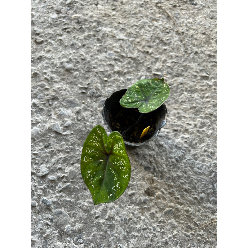 （觀植）米蘭之星彩葉芋3寸/觀葉植物