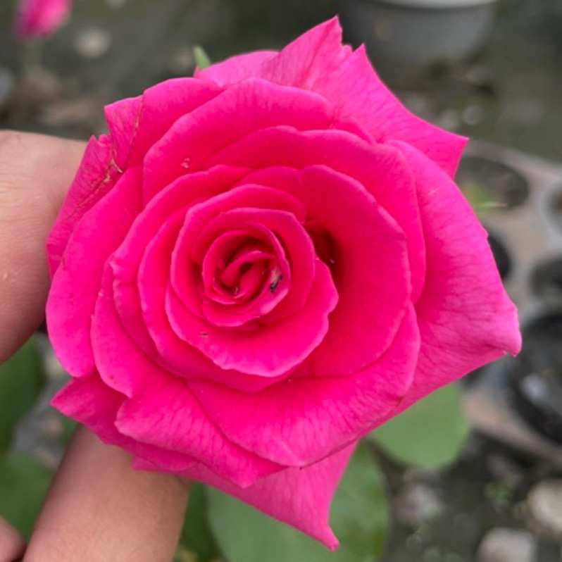 《卡門》🈶貨 🌹 玫瑰花盆栽苗 🌹 玫瑰苗 🌹 玫瑰花苗 🌹 玫瑰盆花 🌹玫瑰花🌹