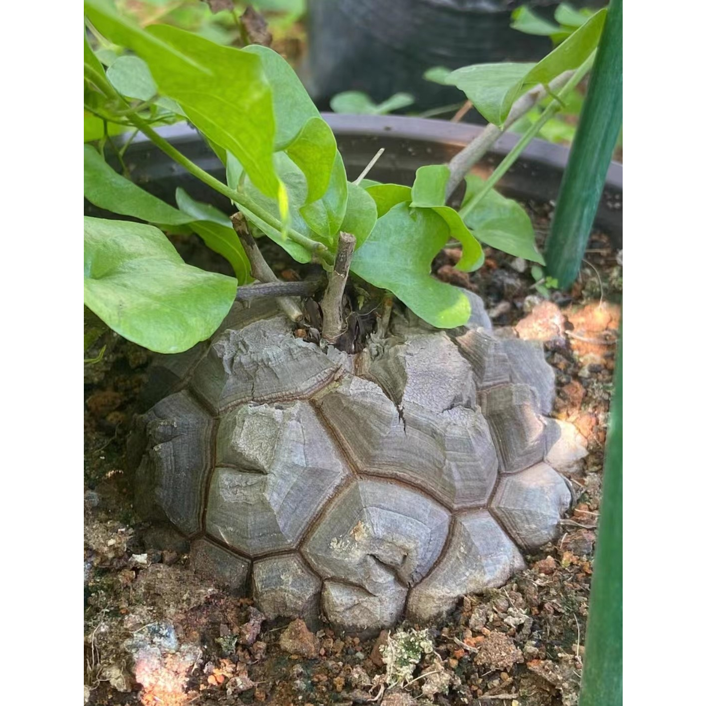 【冬型種】南非龜甲龍種子/Dioscorea elephantipes/塊根植物/熱門人氣塊根~播種必備(量大可批)