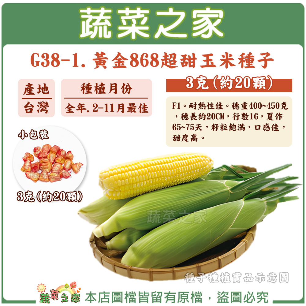 【蔬菜之家滿額免運】G38-1.黃金868超甜玉米種子3克(約20顆)(有藥劑處理) 籽粒飽滿，口感佳，甜度高果菜類種子