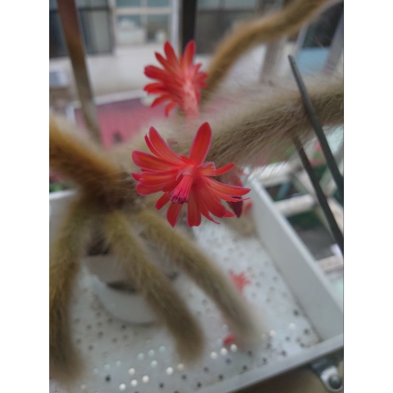 多肉植物 猴尾柱 側芽