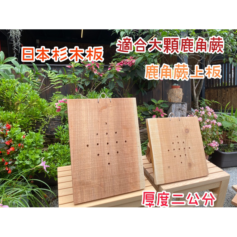 日本杉木板 厚度1.8至2公分 附電子發票              【附掛勾氣孔】適合大顆鹿角蕨 蕨類 蘭花 上板