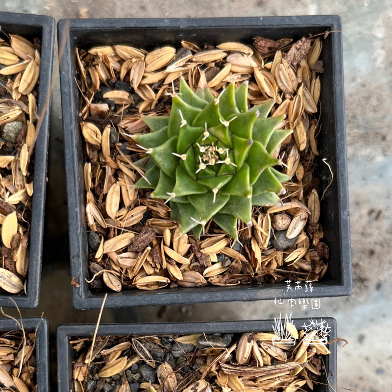 芙芮蕬仙肉）帝冠  多肉 多肉植物 仙人掌 療癒 水泥盆 花器