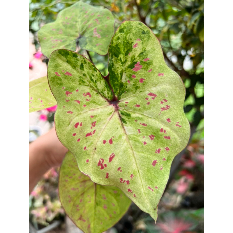 《天棠地芋》泰彩 彩葉芋 Caladium 泰國彩葉芋 一物一拍