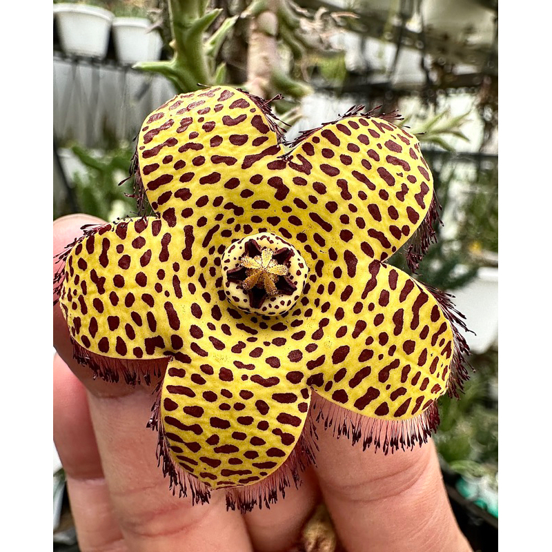 蘿藦專夜WDY- 416 Orbea speciosa黃金麗斑 /多肉植物