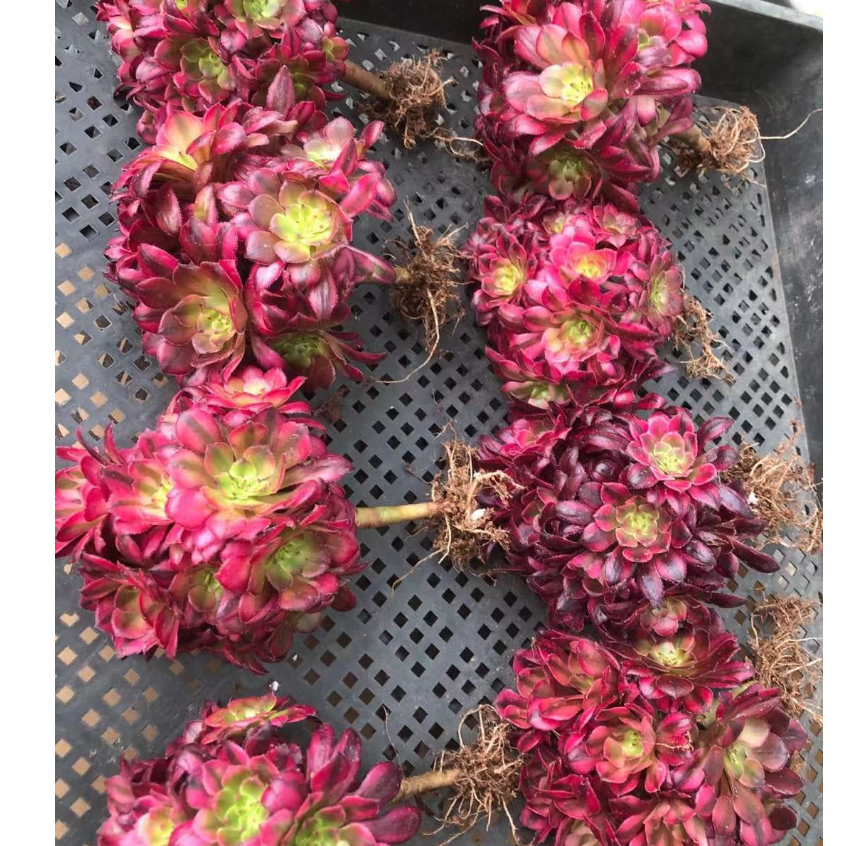 激安大特価！】 多肉植物 韓国苗 mille！＾*＾様 Grazie 植物/観葉植物