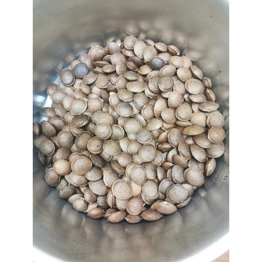 頂級印加果黑豆，每公斤240元。星星果 自然農法印加果