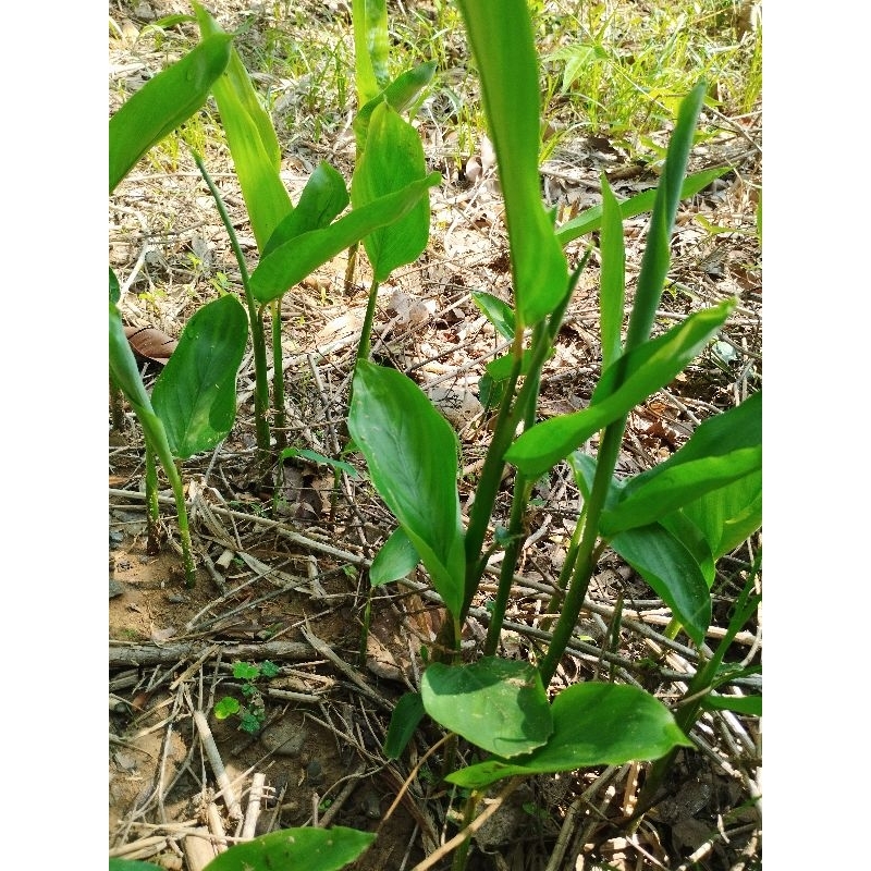 野生葛鬱金 葛根 粉薯 種植用裸根苗（每份5棵苗）天天運費補貼