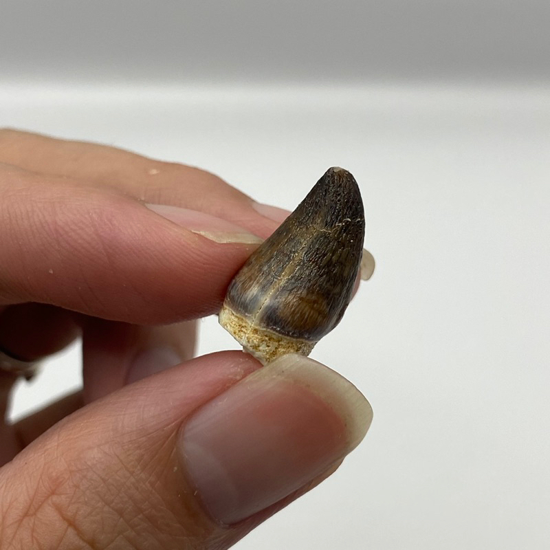 新產地少見的滄龍牙齒化石-球齒龍（圓齒龍）#00401恐龍牙齒化石 侏羅紀世界 古生物 教材