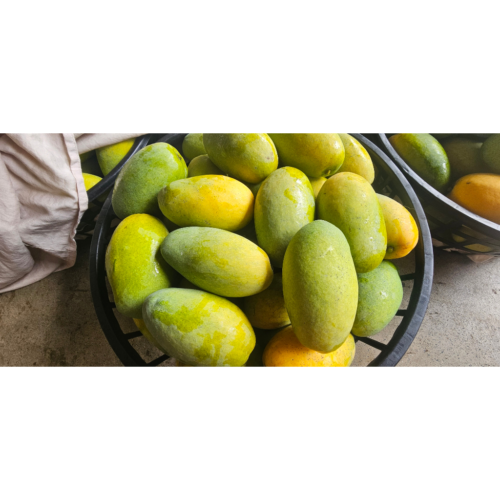 土芒果  玉井芒果 小農自產自銷 套袋芒果 在欉黃 🥭MANGO👍