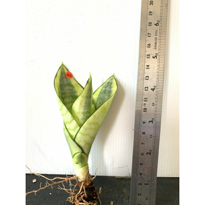46 哈尼 虎尾蘭 植物