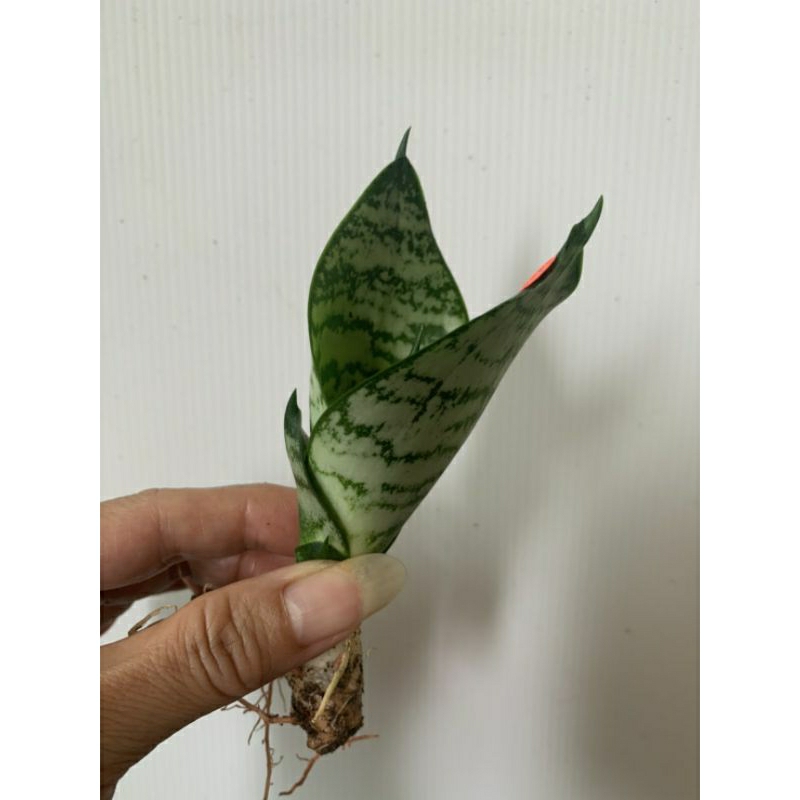 71 短葉 虎尾蘭 植物