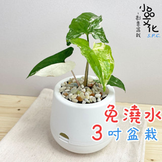 【小品文化】大理石合果芋【現貨】3吋雪胖免澆水盆栽 室內植物 室內盆栽 懶人盆栽 水培植物 水培盆栽 室內盆栽 觀葉植物
