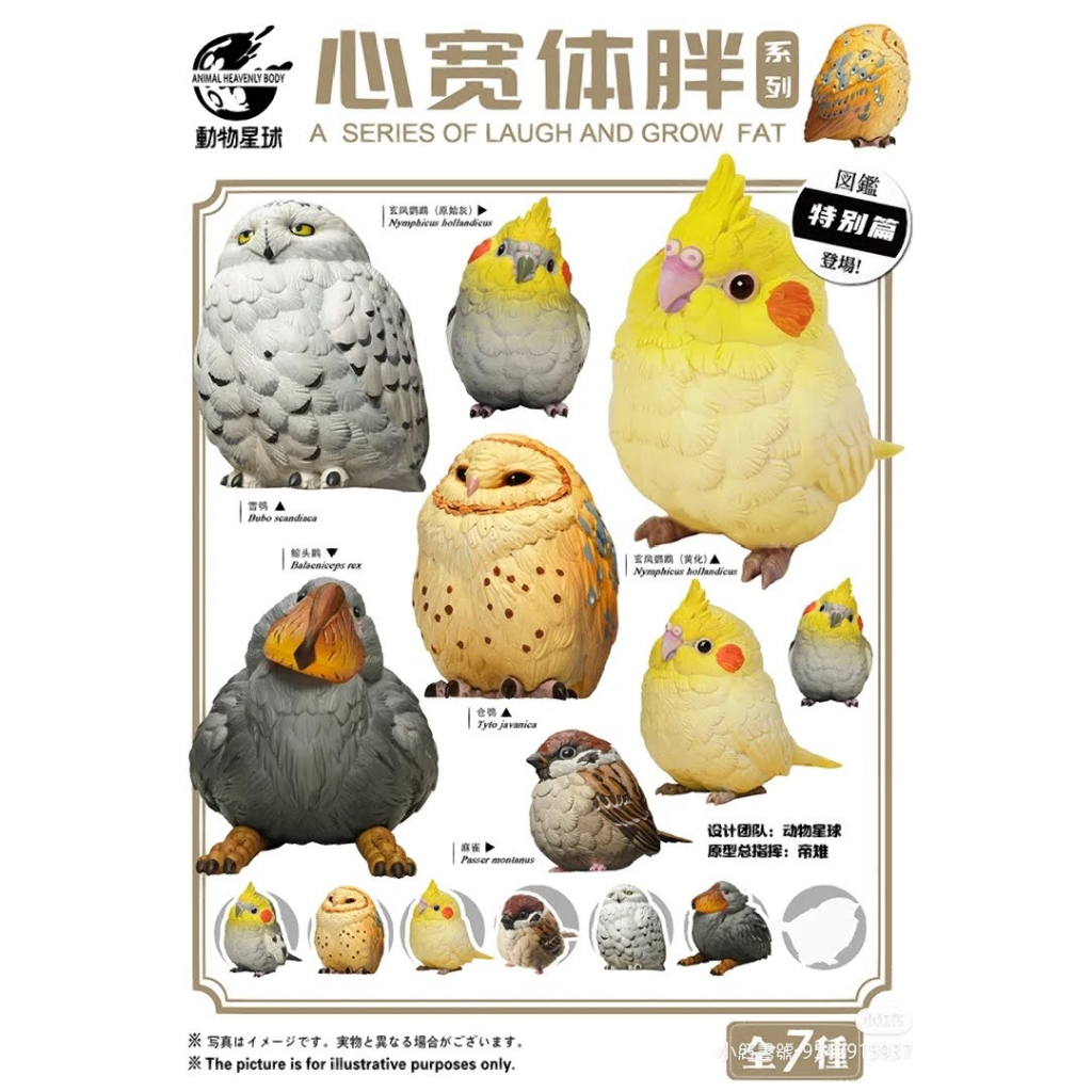 動物星球 心寬體胖系列盲盒 確認款 圖鑑特別篇 鳥 黑牛玄鳳 玄鳳 倉鴞 雪鴞 鯨頭鸛 麻雀 貓頭鷹 鸚鵡 動物盲盒公仔