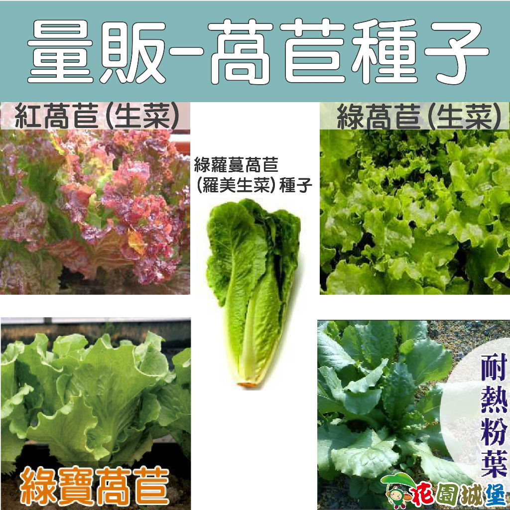 量販-萵苣種子 綠蘿蔓萵苣(羅美生菜)種子 紅萵苣(生菜) 綠萵苣新「全季節生菜」耐熱粉葉萵苣 綠寶萵苣  【花園城堡】