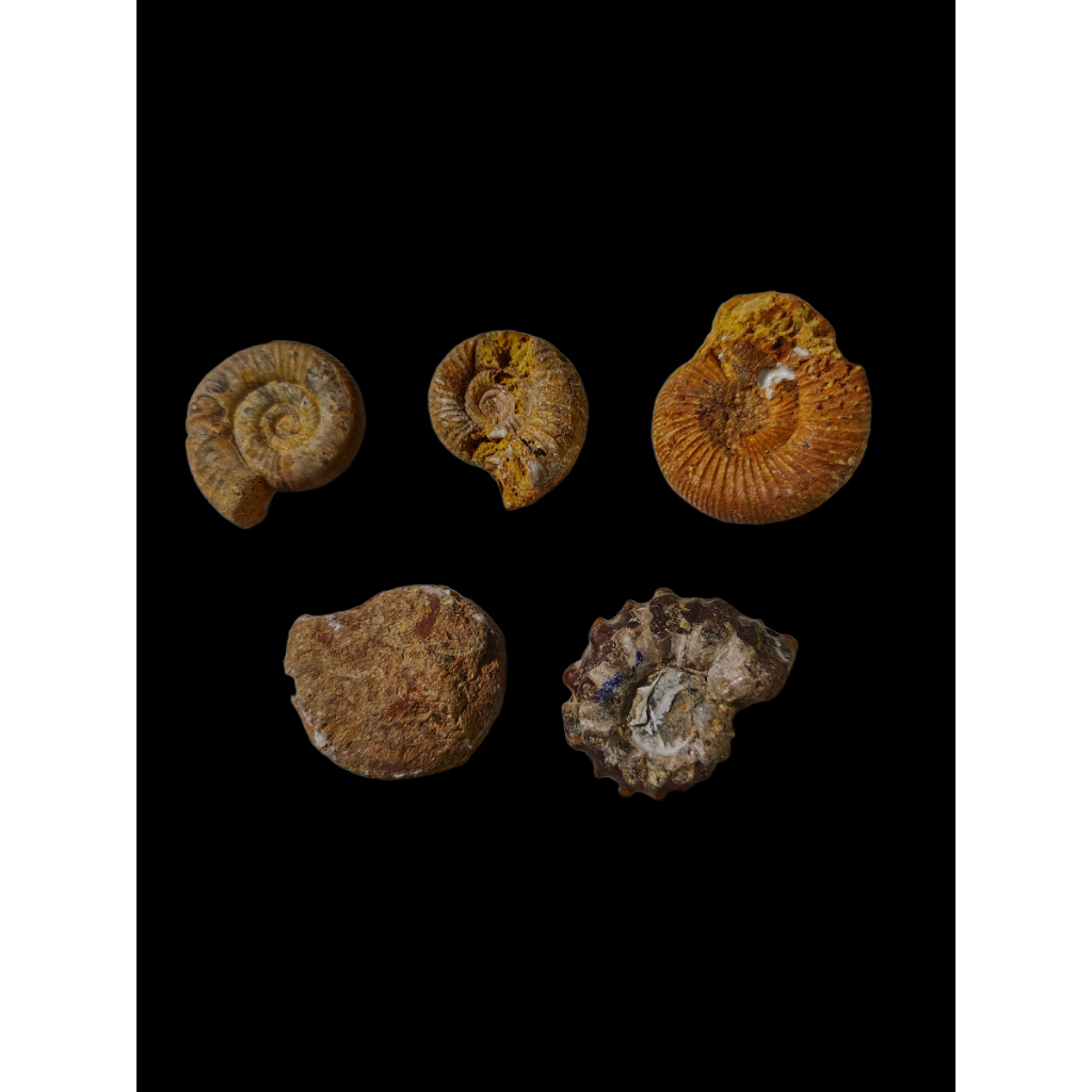4+1款極品天然馬達加斯加小号巴甫洛夫菊石標本 古生物化石原石擇件 黄海螺