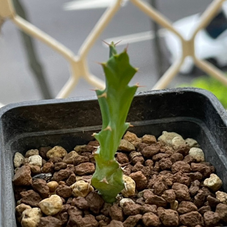 《植物語》棒麒麟 Euphorbia clavigera 實生 塊根 多肉植物