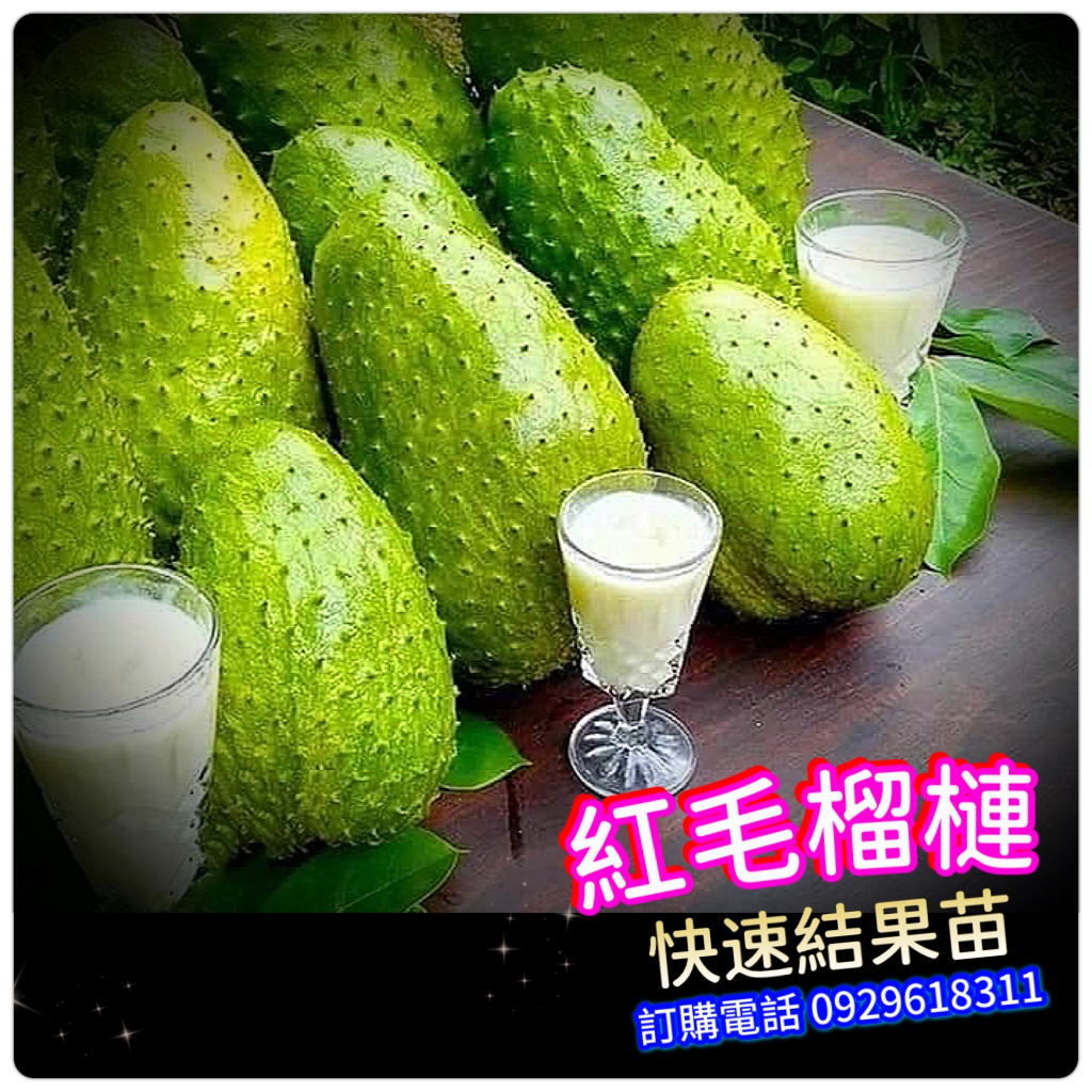 紅毛榴槤盆栽大苗 山刺番荔枝 刺果番荔枝 羅李亮果 Annona muricat熟果味道芬芳，台灣北到南，可居家種產果