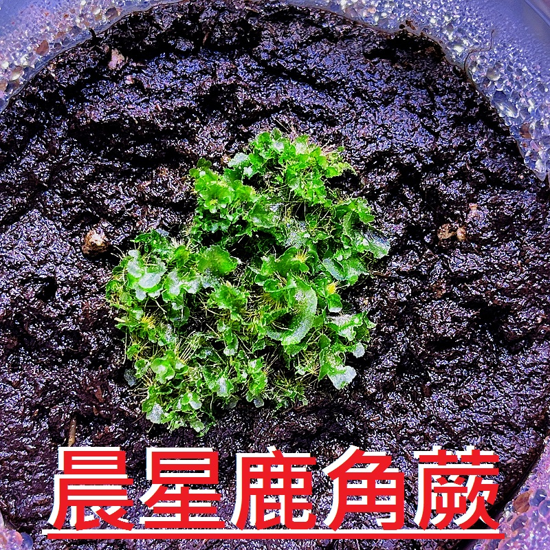 ✨KAI鹿角蕨👍【92-晨星鹿角蕨 P.Morning star】💚孢子苗(原葉體)~限量特惠-附花牌