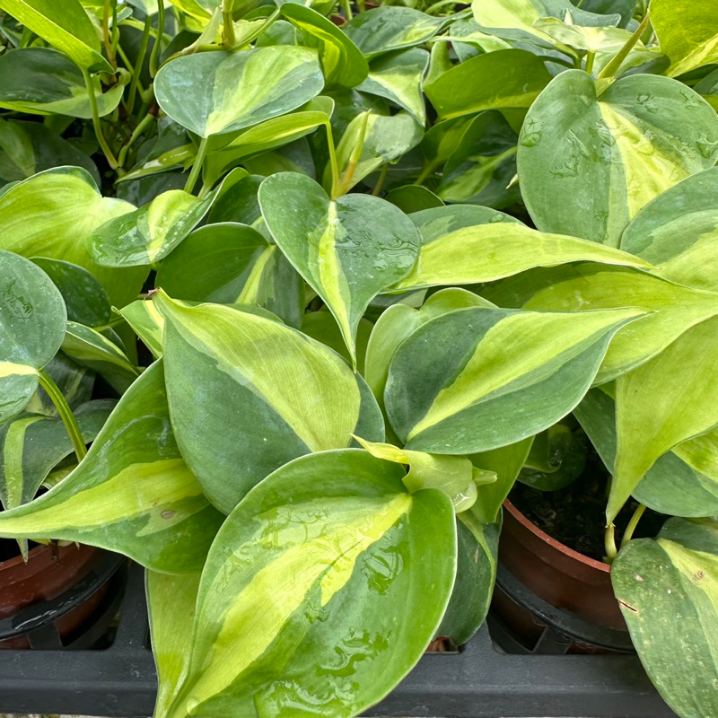 沅鈺農場   觀葉植物   心葉蔓綠絨（現場採購須先告知）