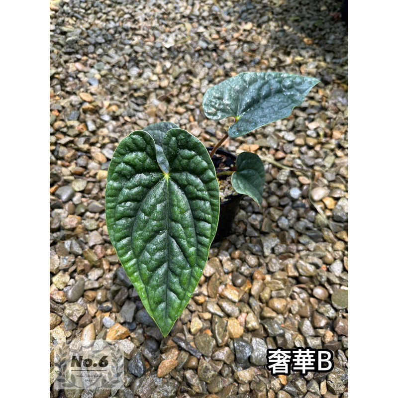 ✵ No.6植物店✵｜🌾 奢華火鶴Anthurium luxurians (B)🌾｜火鶴｜花燭｜蔓綠絨｜室內植物