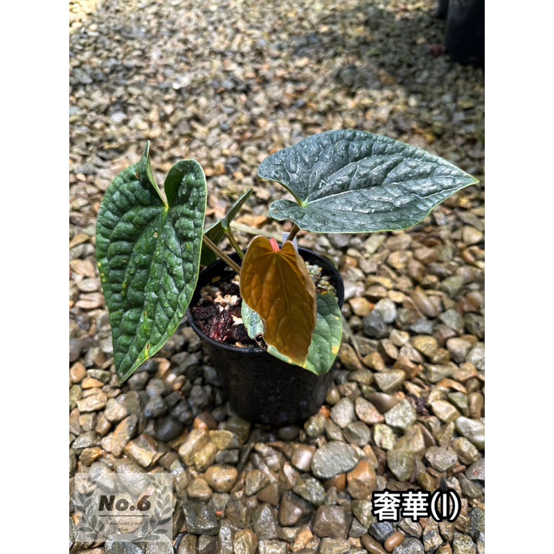 ✵ No.6植物店✵｜🌾奢華火鶴 Anthurium luxurians (I)🌾｜火鶴｜花燭｜蔓綠絨｜室內植物