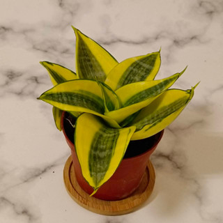 短葉黃邊虎尾蘭 短葉虎尾蘭 短葉虎皮蘭 觀葉植物 室內植物 淨化空氣 多肉植物 辦公室植物【苔苔樂】