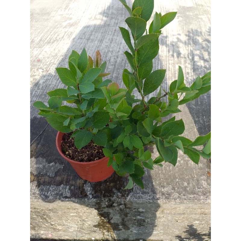 藍莓苗【園藍(Gardenblue)】3.5吋淺軟黑盆、6吋盆栽。