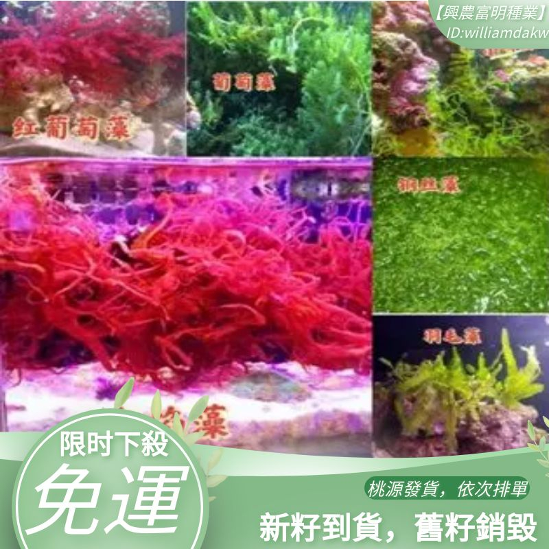 海缸凈化魚缸火燄藻水草種子綠紅葡萄藻種子鋼絲羽藻毛石蓴藻缸鹿角藻海毛種植