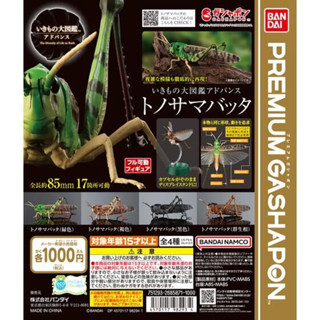 🔥現貨 蝗蟲 昆蟲 可動 扭蛋 公仔 生物大圖鑑 模型