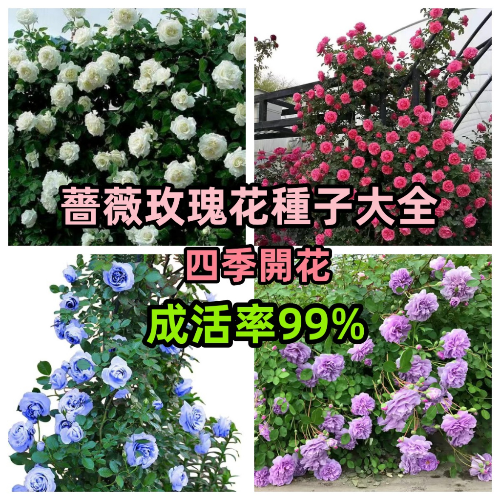 稀有爬藤薔薇種子多款爬藤玫瑰種子 藤本月季  庭院藤本 四季種植玫瑰種子 速發