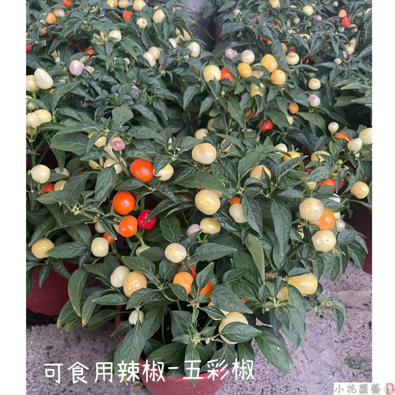 小花園藝 五彩椒 五彩辣椒 可食用 5吋盆 $130