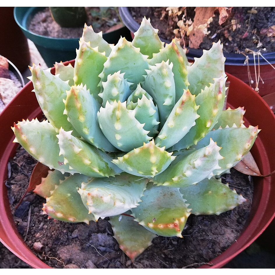 Aloe brevifolia var. depressa 姬龍山 蘆薈 種子