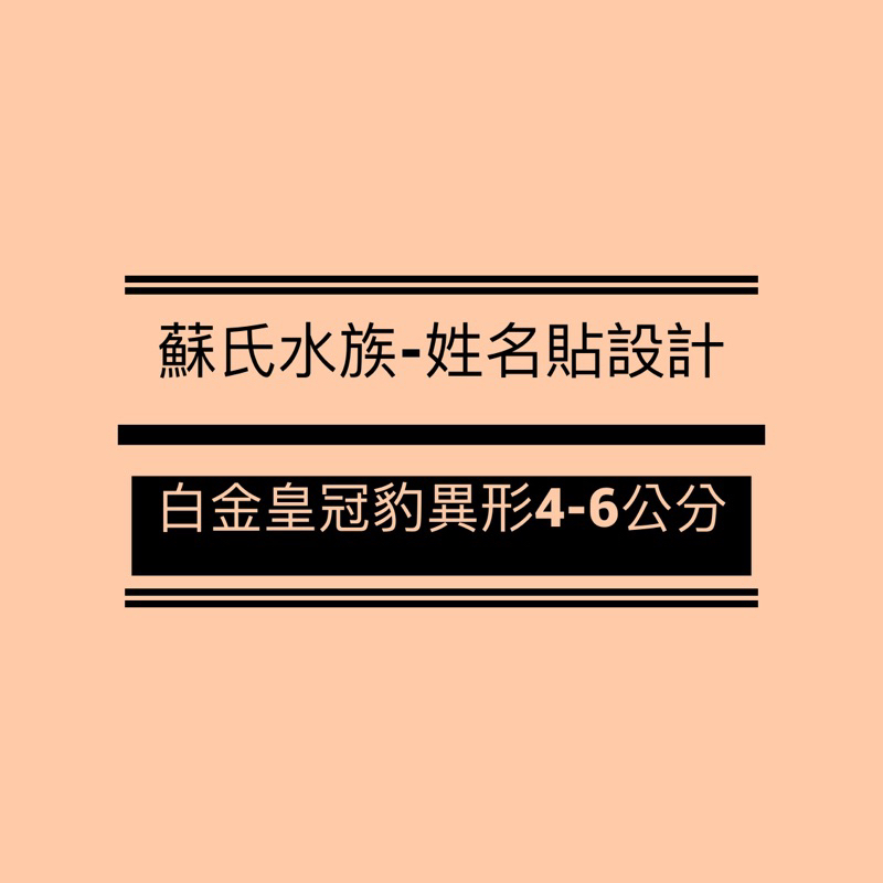 蘇氏水族-姓名貼設計 「白金皇冠豹異形4-6公分」