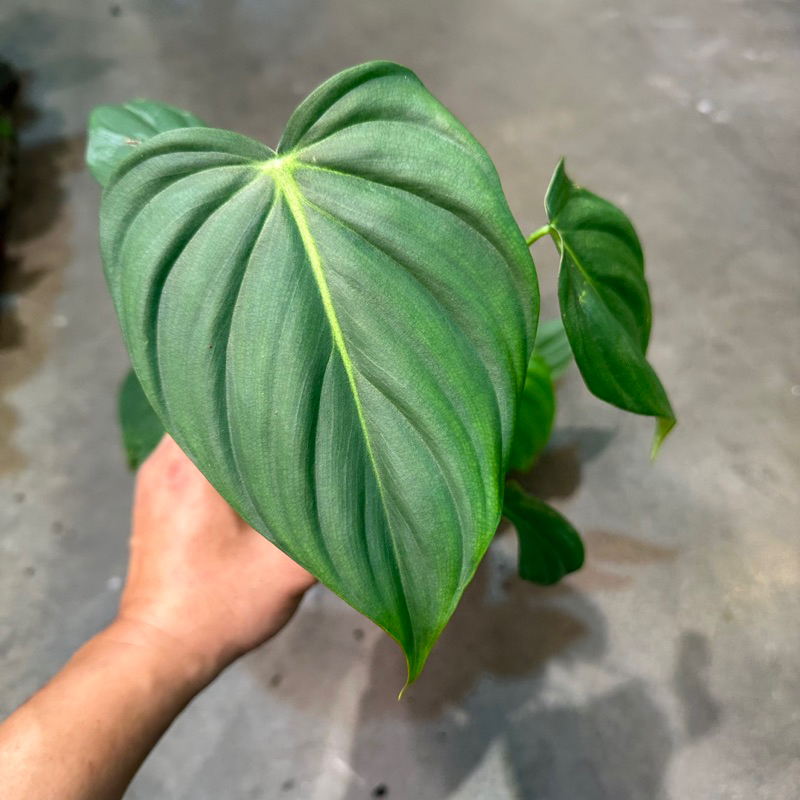 大麥克蔓綠絨（Philodendron Dean McDowell）/ （3吋）