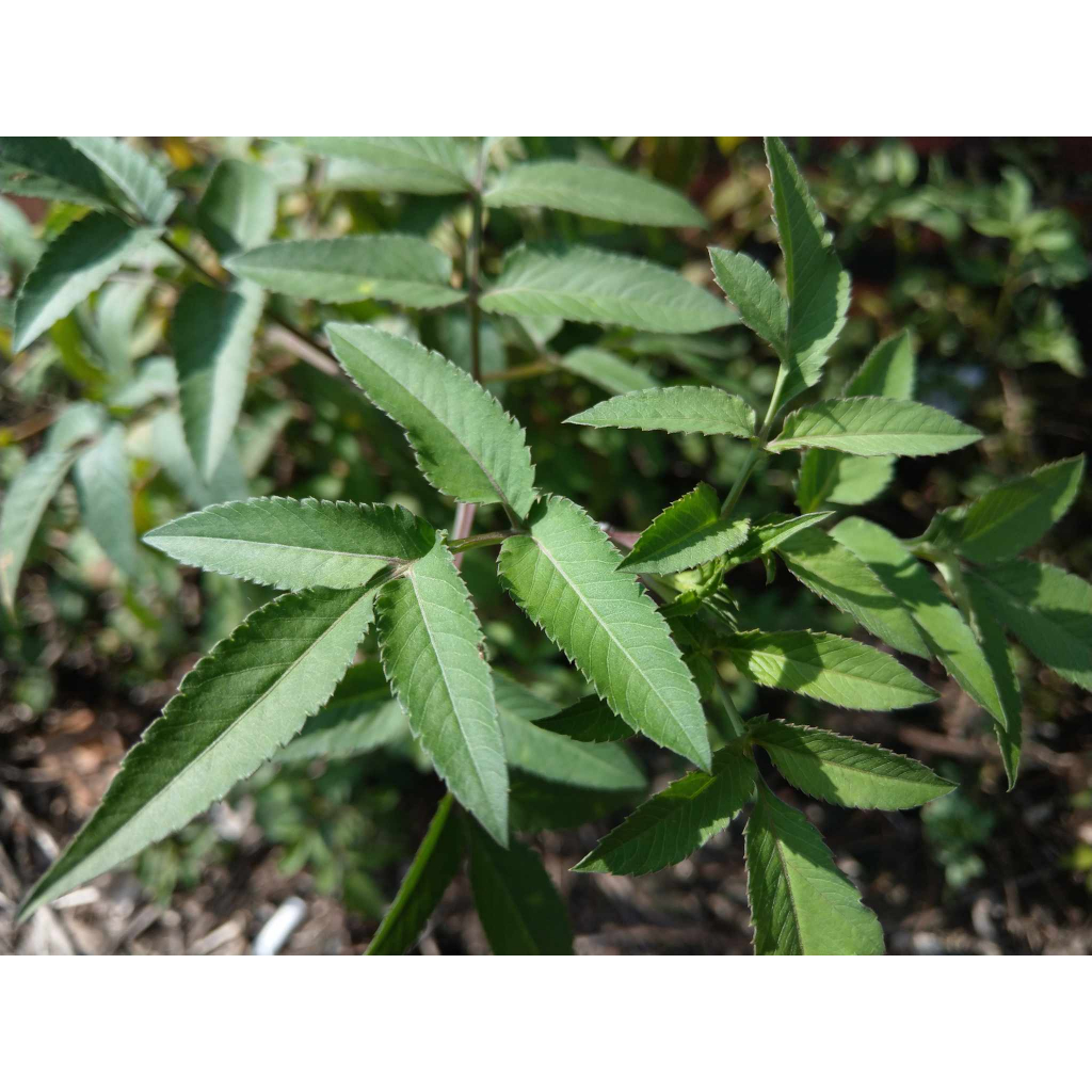 大花咸豐草-新鮮現採無農藥(陸龜、兔子、天竺鼠都吃~)