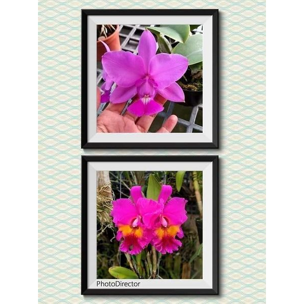 🌸八色鳥蘭園🌸嘉德麗雅蘭Cattleya:濃香走路人交大紅袍嘉德