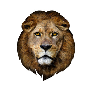 I AM 動物拼圖,300 系列-2款 | 極限逼真動物、迷你精緻版、輕巧好攜帶 獅子 老虎【Madd Capp】