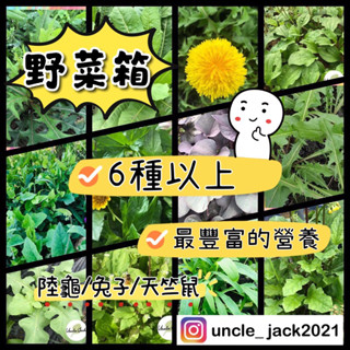 龜仔叔叔🏅陸龜野菜箱、蒲公英、桑葉、車前草、陸龜食用草、陸龜飼料