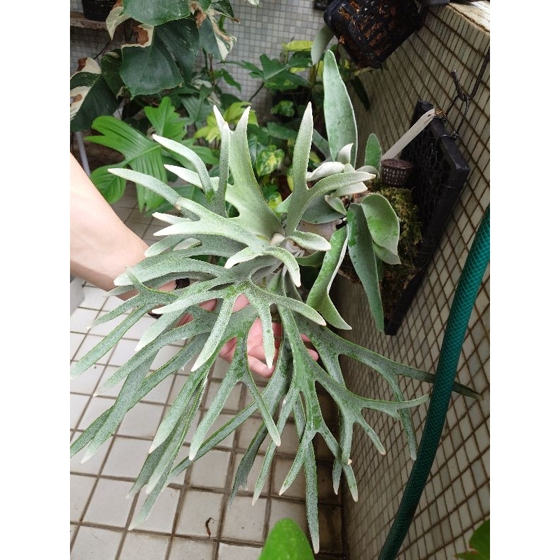 【350側芽】P.veitchii  銀鹿/上板植物/鹿角蕨/爪哇