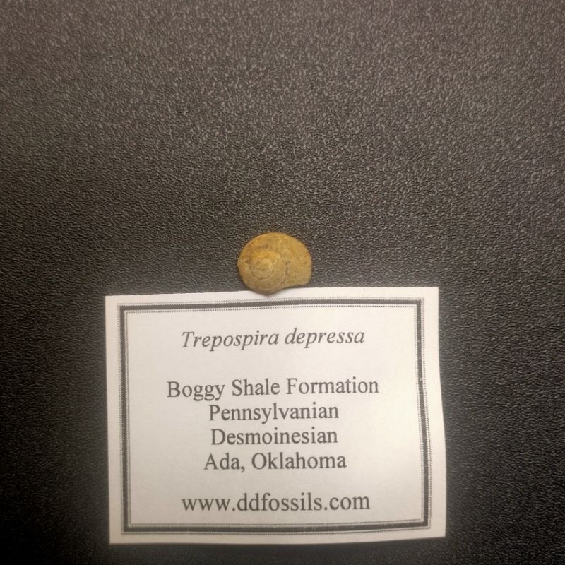 [海膽的刺]Trepospira depressa/腹足動物化石(蝸牛)_2
