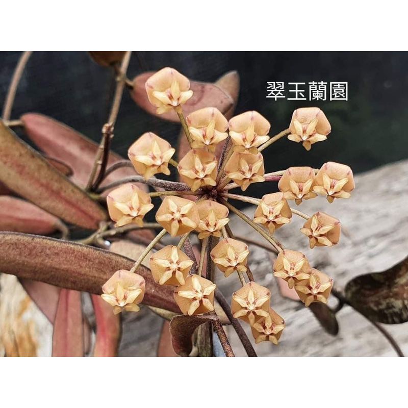 毬蘭苗 斑印 美葉 Hoya sigillatis