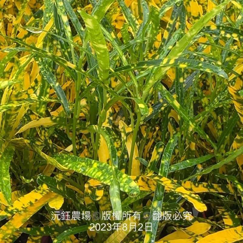 沅鈺農場   木本植物   變葉木-相思葉