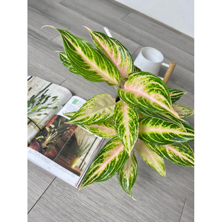 🌇Aglaonema ‘Sunset’ 夕陽粗肋草。玫瑰金色中肋